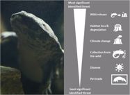 A conservation action plan for Chinese giant salamanders