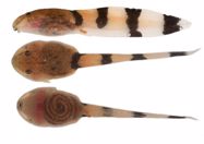 A detailed description of the tadpole of Limnonectes bannaensis Ye, Fei, Xie & Jiang, 2007 from Central Vietnam. Zootaxa, 5575(4):588-594