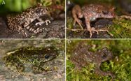 A preliminary herpetofaunal survey of Mount Po Ma Lung, north-west Vietnam. British Herpetological Society Reports, 5: 1-4