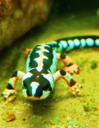 Amphibians and conservation breeding programmes: how do we determine who should be on the ark? Biodiversity and Conservation