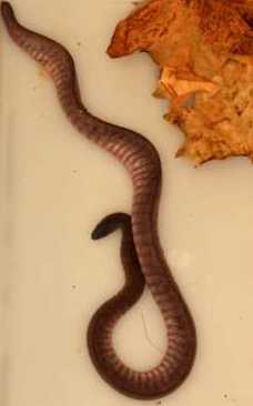 EAZA Best Practice Guidelines for typhlonectid caecilians – First edition. European Association of Zoos and Aquariums, Amsterdam, The Netherlands. 47pp.