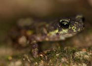 How many Data Deficient amphibians are threatened? IUCN Red List assessments for amphibian species previously classed as Data Deficient. Herpetological Bulletin 169:12-17