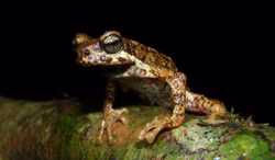 Revisiting current distribution and future habitat suitability models for the endemic Malabar Tree Toad (*Pedostibes* *tuberculosus*) using citizen science data. Scientific Reports, 14: 18856