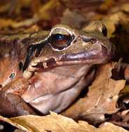 The Mountain Chicken Recovery Programme. Amphibian Ark Newsletter 40: 3–4.