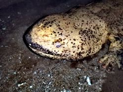 What’s in a name? Using species delimitation to inform conservation practice for Chinese giant salamanders ( *Andrias* spp.). Evolutionary Journal of the Linnean Society, 3: p.kzae007